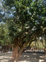 Artocarpus heterophyllus