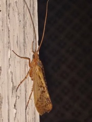 Limnephilus