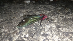 Taicallimorpha albipuncta