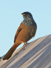 Emberiza sahari