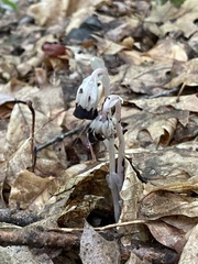 Monotropa uniflora