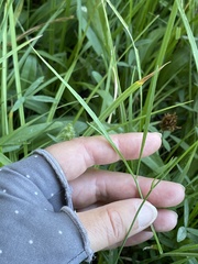 Perideridia gairdneri