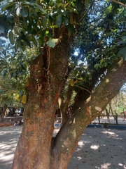 Artocarpus heterophyllus