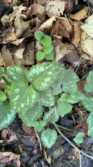 Lamium galeobdolon