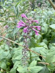 Stachys chamissonis