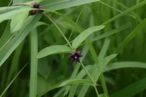 Vincetoxicum nipponicum iNat (2)