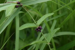 Vincetoxicum nipponicum