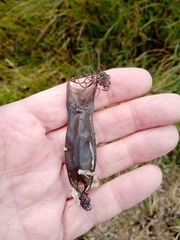 Scyliorhinus canicula