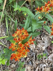 Asclepias