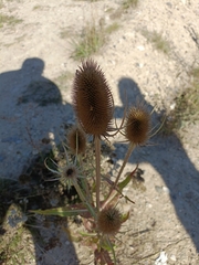 Dipsacus fullonum