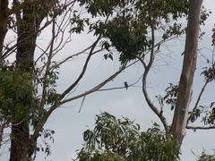 Todiramphus sanctus vagans