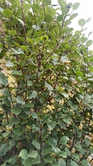 Betulaceae