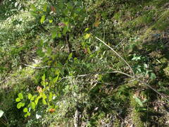Aronia mitschurinii
