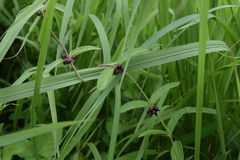 Vincetoxicum nipponicum