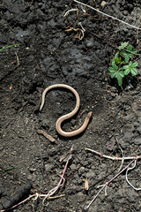 Anguis fragilis