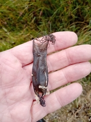 Scyliorhinus canicula