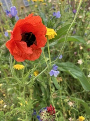 Bombus terrestris