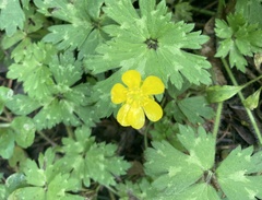 Ranunculus