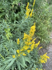 Solidago lepida