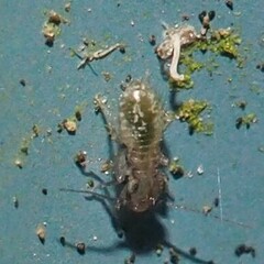 Psocidae