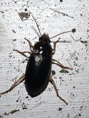 Notiobia terminata