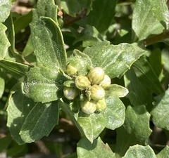 Baccharis pilularis