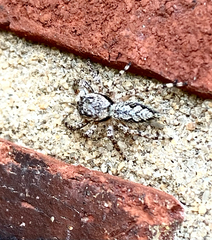 Platycryptus undatus