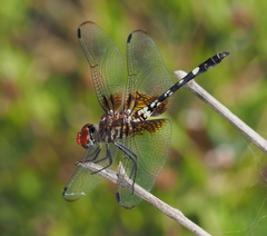 Dythemis fugax