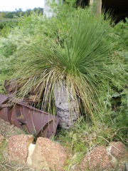 Xanthorrhoea preissii