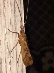 Limnephilus