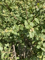 Baccharis pilularis