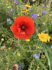 Papaver rhoeas