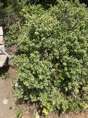 Baccharis pilularis