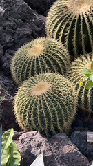 Kroenleinia grusonii