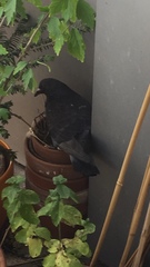 Columba livia domestica