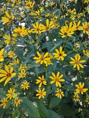 Bidens aristosa