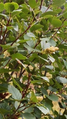 Betulaceae