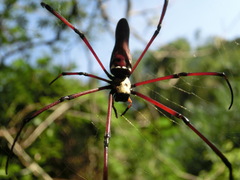 Nephila
