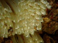Stramonita haemastoma