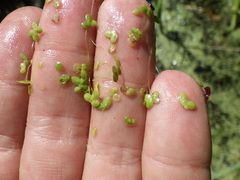 Lemna turionifera