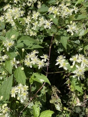 Clematis virginiana
