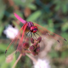 Trithemis aurora