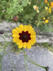 Coreopsis tinctoria
