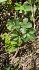 Potentilla canadensis