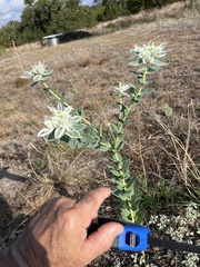Euphorbia marginata