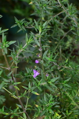 Prostanthera scutellarioides