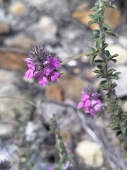 Indigofera alopecuroides