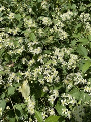 Clematis virginiana