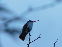 Leucolia violiceps