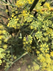 Apoidea
